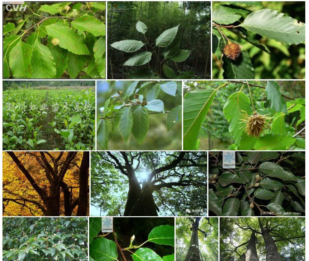 (Fagus longipetiolata)