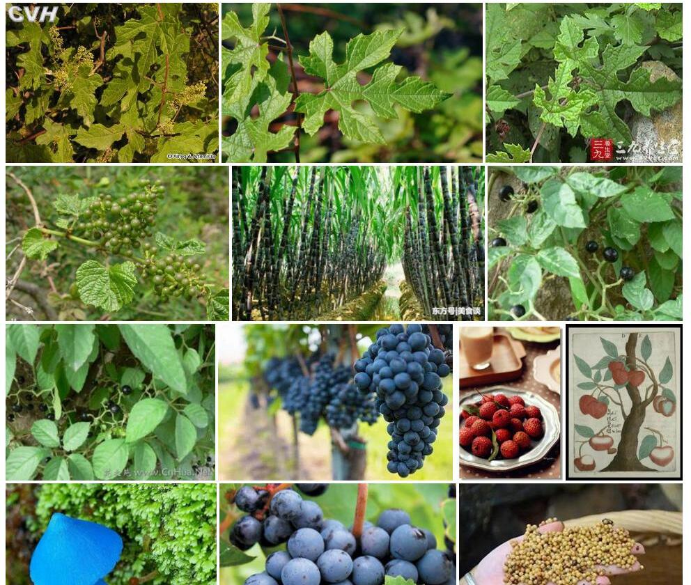 三出蘡薁Vitis-bryoniaefolia-var.-ternata图片