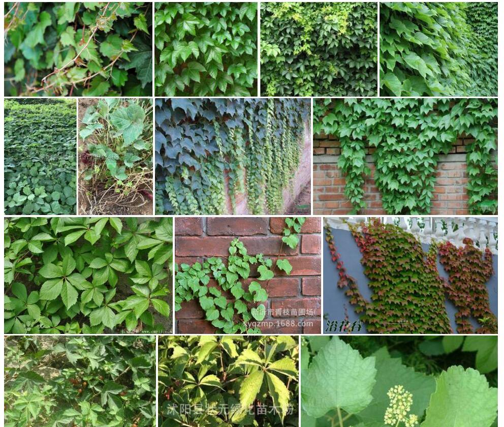 三叶地锦Parthenocissus-semicordata图片