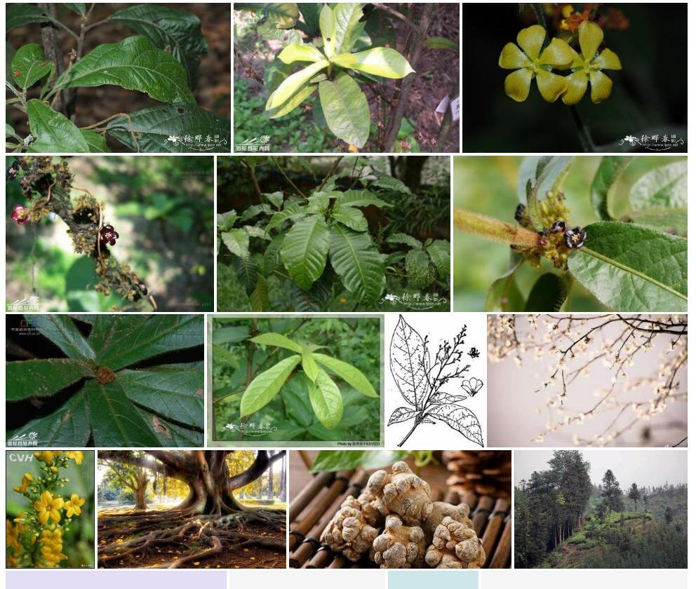 三宝木属Trigonostemon图片