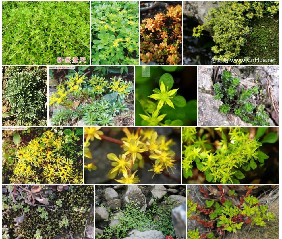 东南景天Sedum-alfredii图片