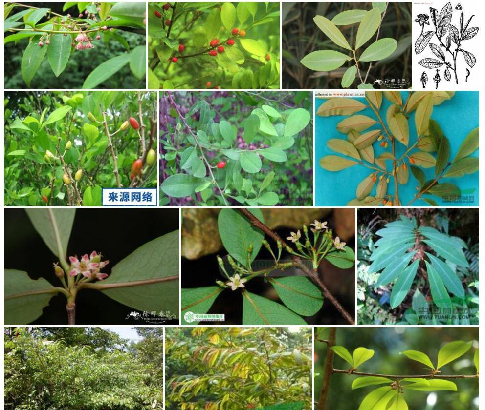 东方古柯Erythroxylum-sinensis图片