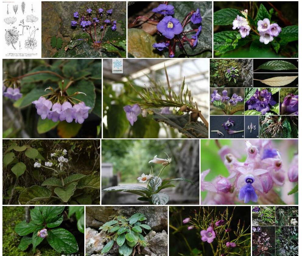 丝梗蛛毛苣苔Paraboea-filipes图片