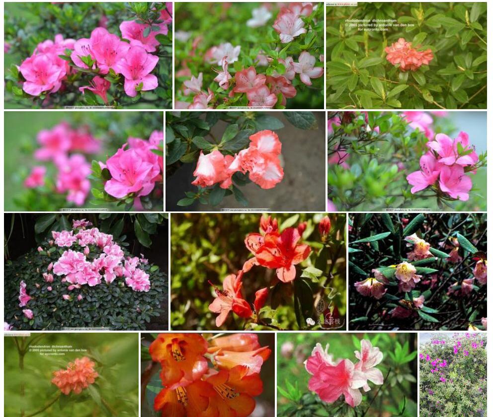 两色杜鹃Rhododendron-dichroanthum图片