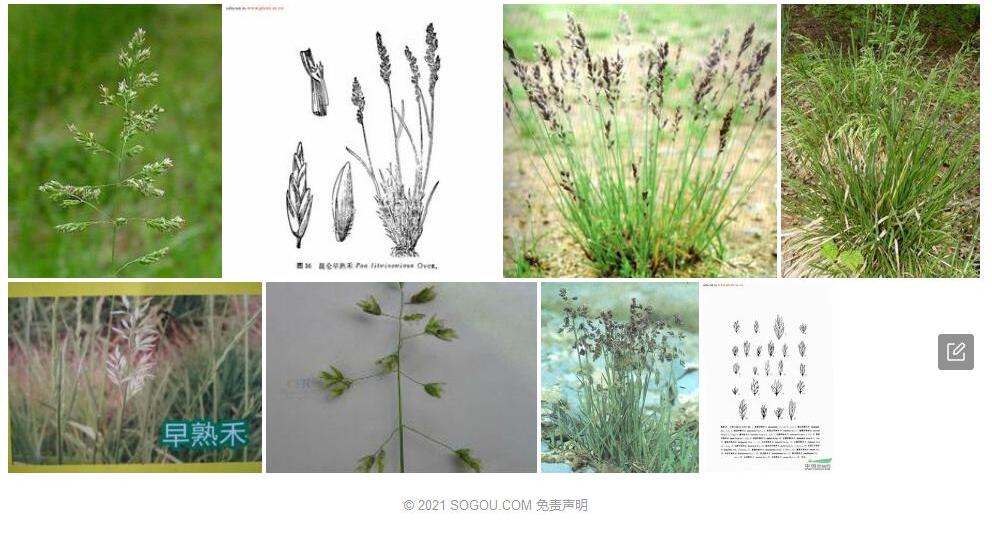 中亚早熟禾Poa-litwinowiana图片