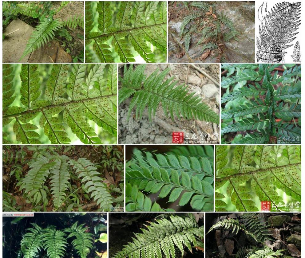 中华对马耳蕨Polystichum-sino-tsus-simense图片