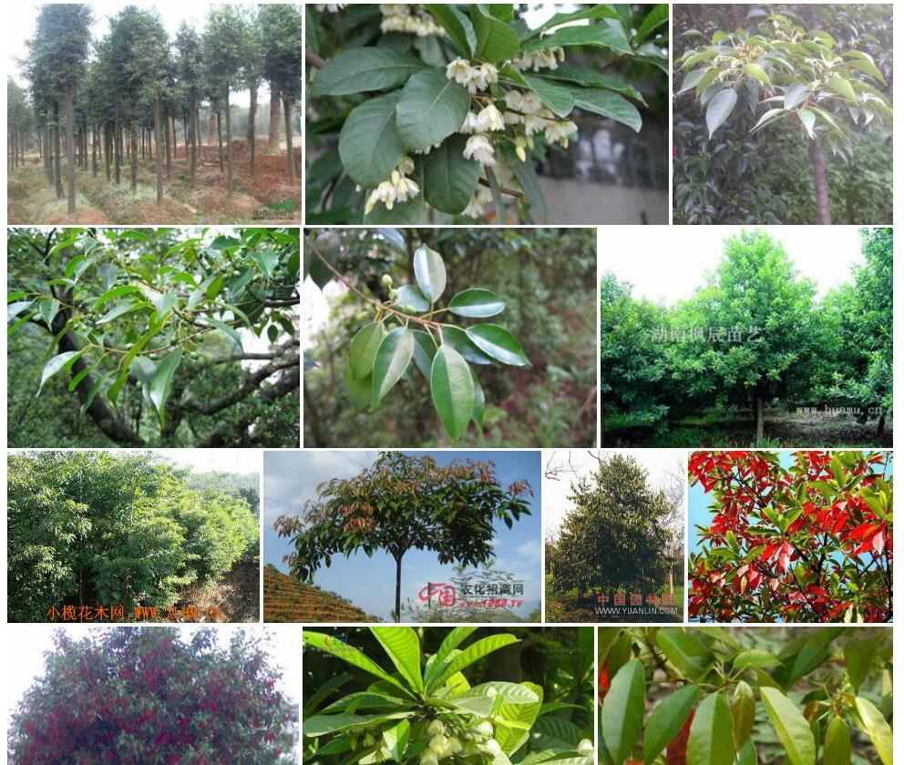 中华杜英Elaeocarpus-chinensis图片