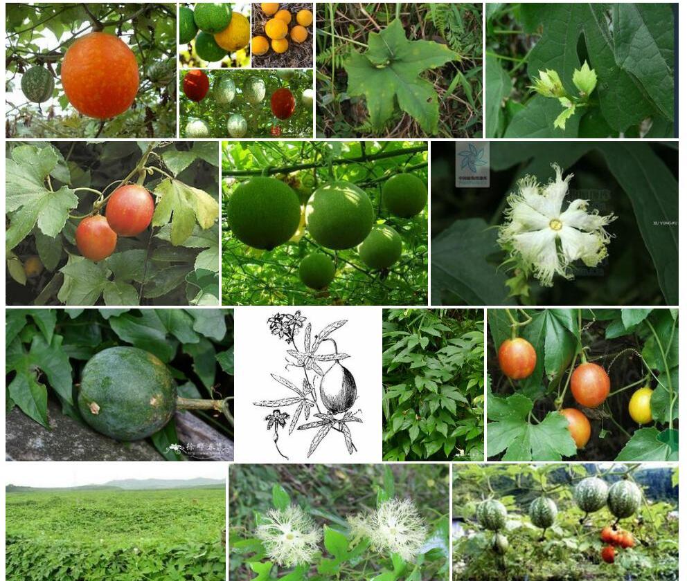 中华栝楼Trichosanthes-rosthornii图片