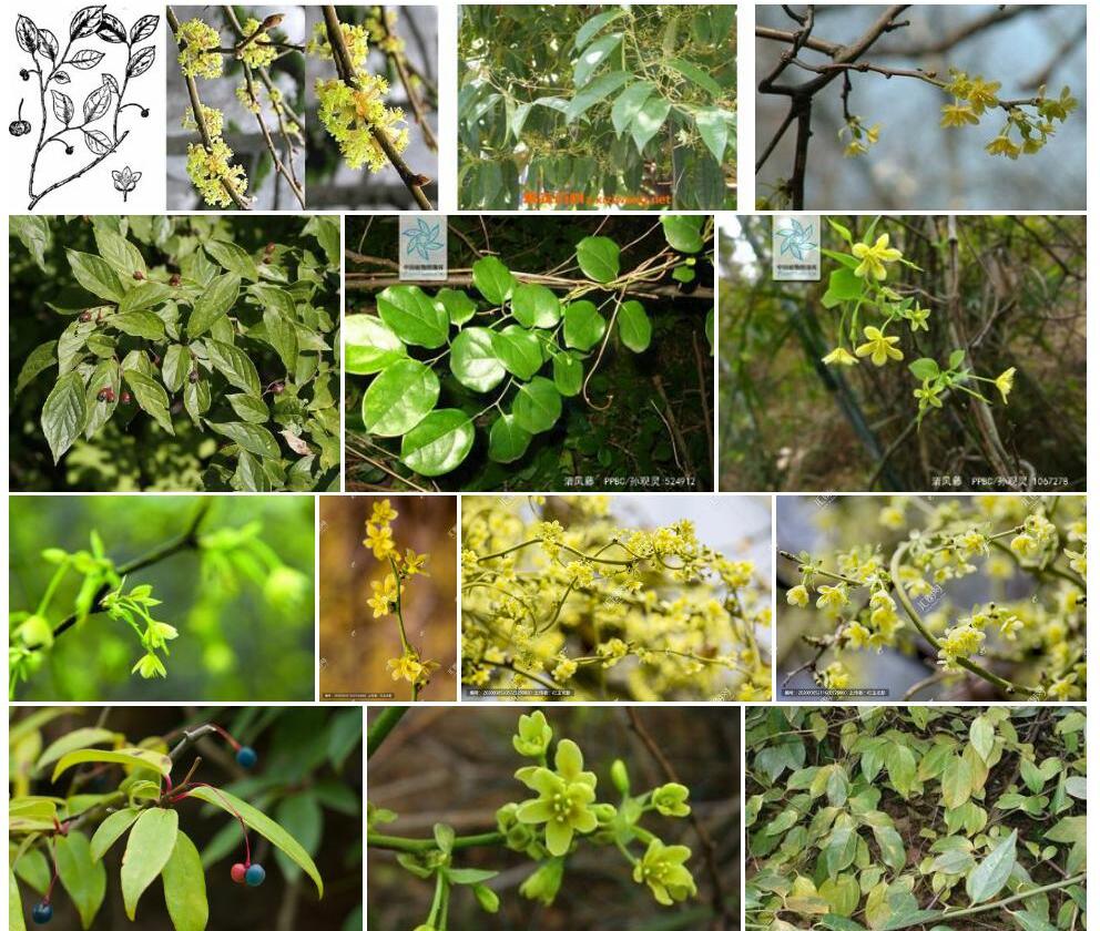 中华清风藤Sabia-japonica-var.-sinensis图片