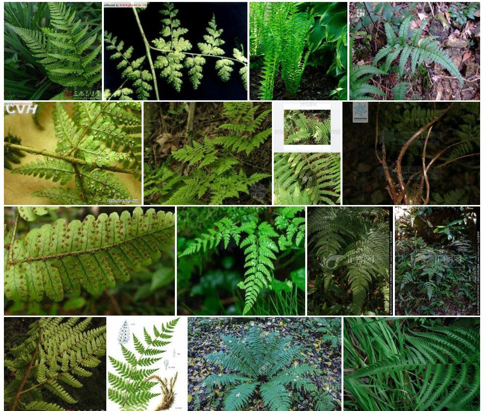 中华鳞毛蕨Dryopteris-chinensis图片