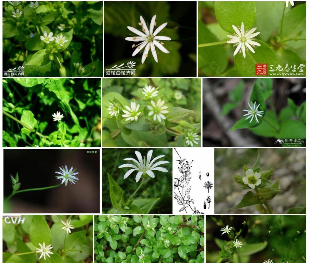 中国繁缕Stellaria-chinensis图片