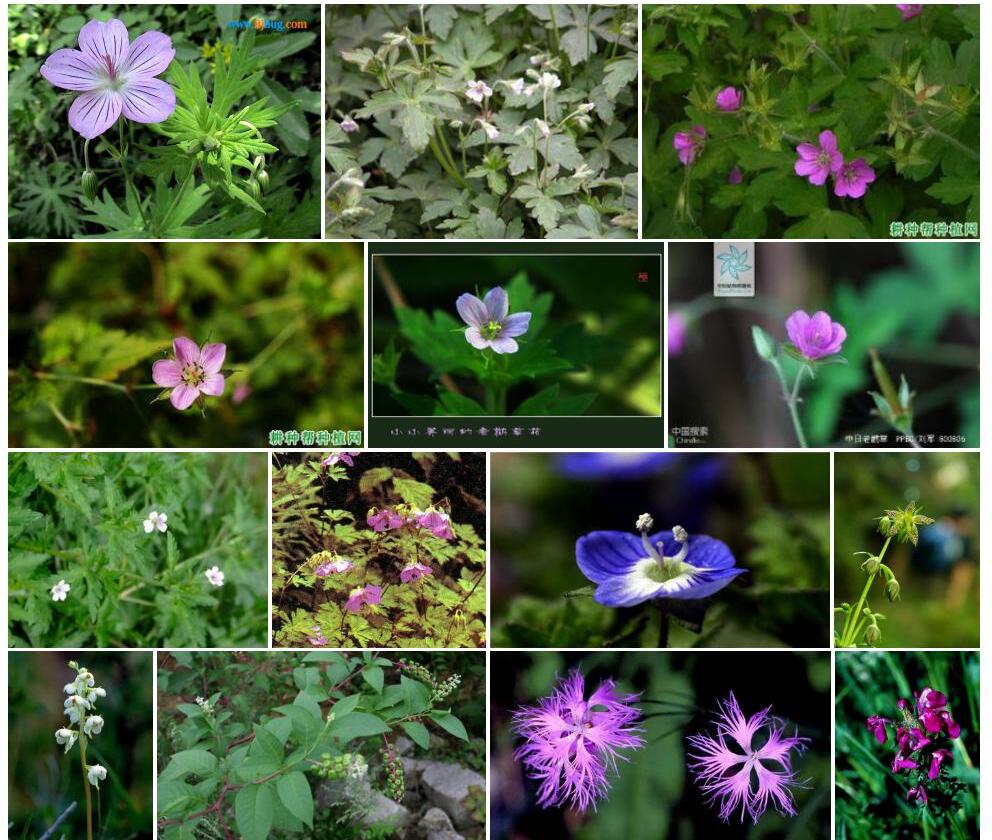 中日老鹳草Geranium-nepalense-var.-thunbergii图片