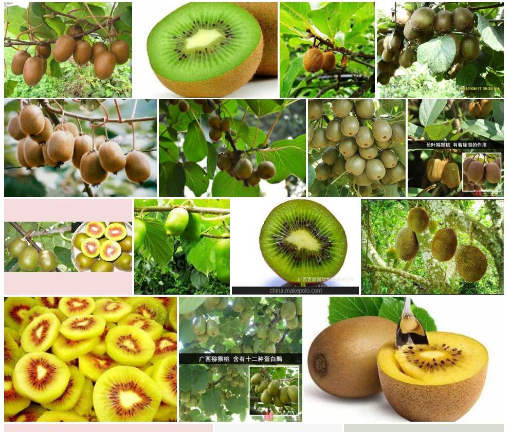 中越猕猴桃Actinidia-indochinensis图片