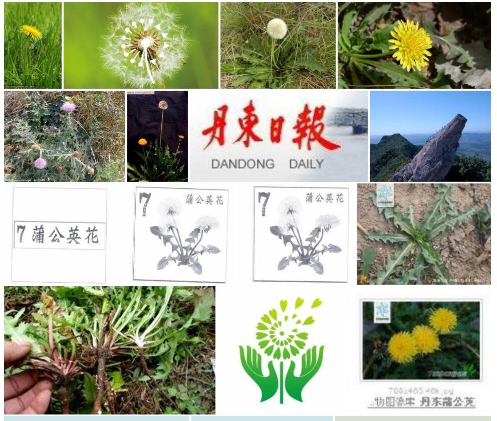 丹东蒲公英Taraxacum-antungense图片
