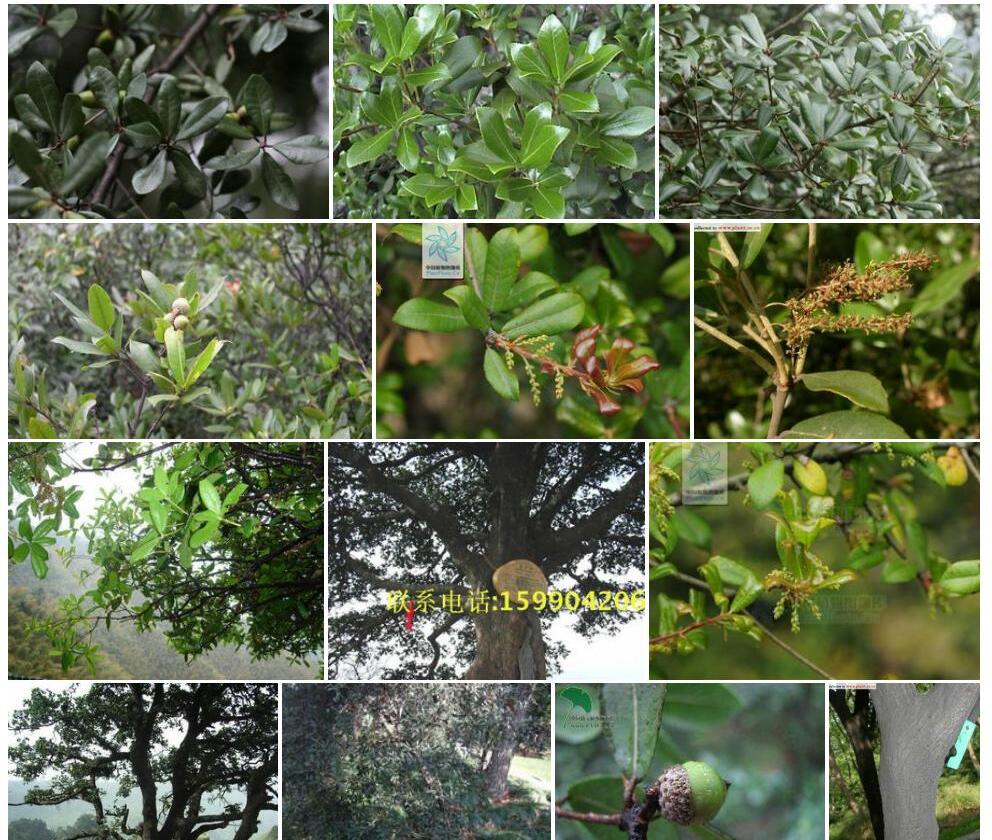 乌冈栎Quercus-phillyraeoides图片