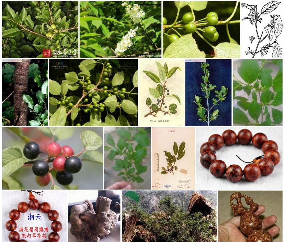 乌苏里鼠李Rhamnus-ussuriensis图片