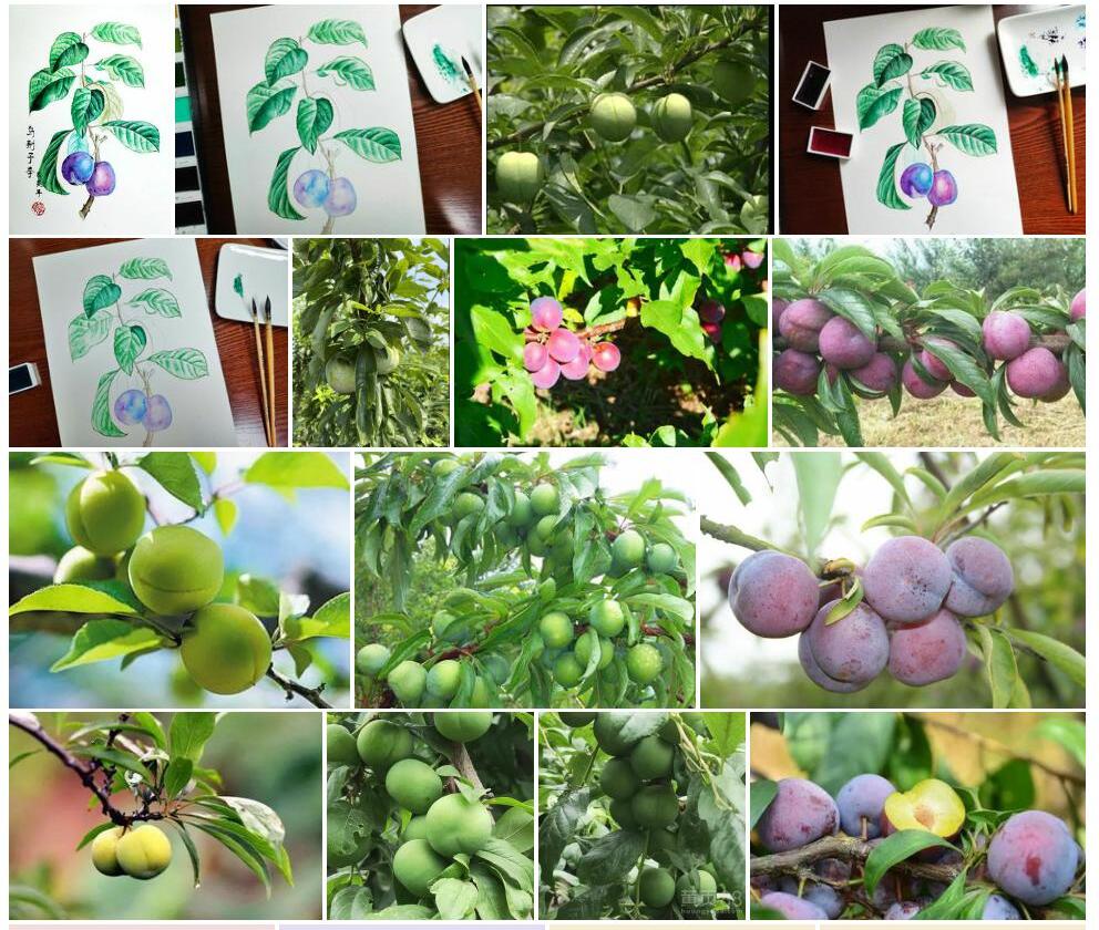 乌荆子李Prunus-insititia图片