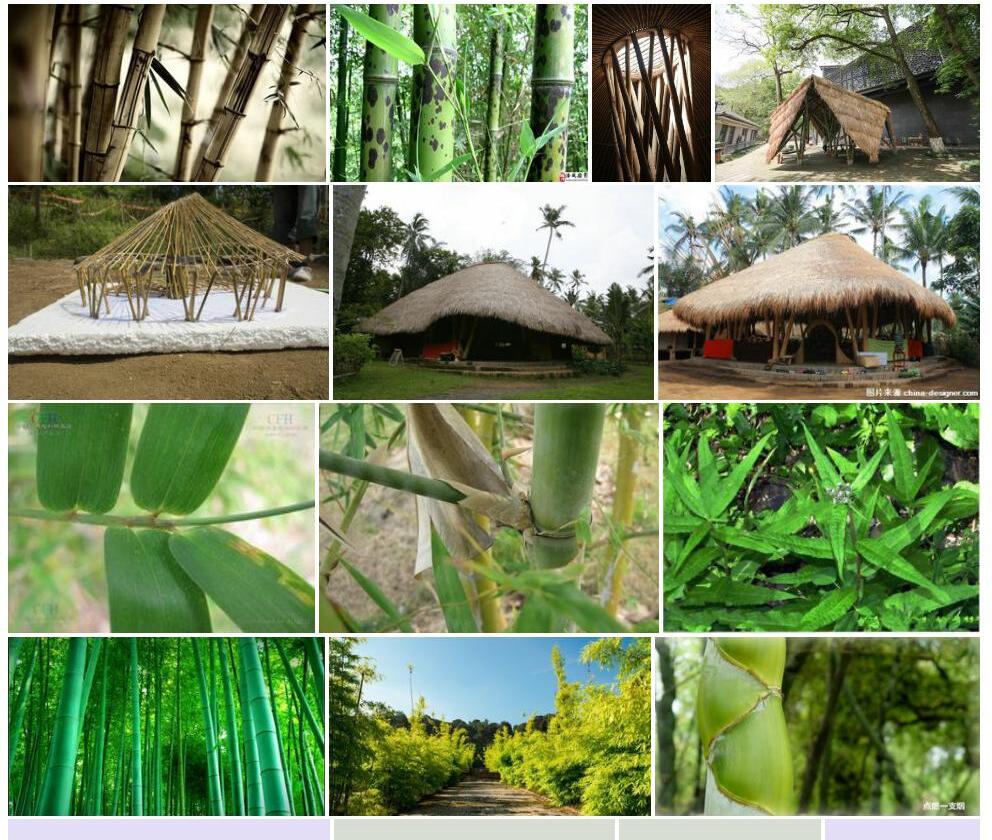 乡土竹Bambusa-indigena图片