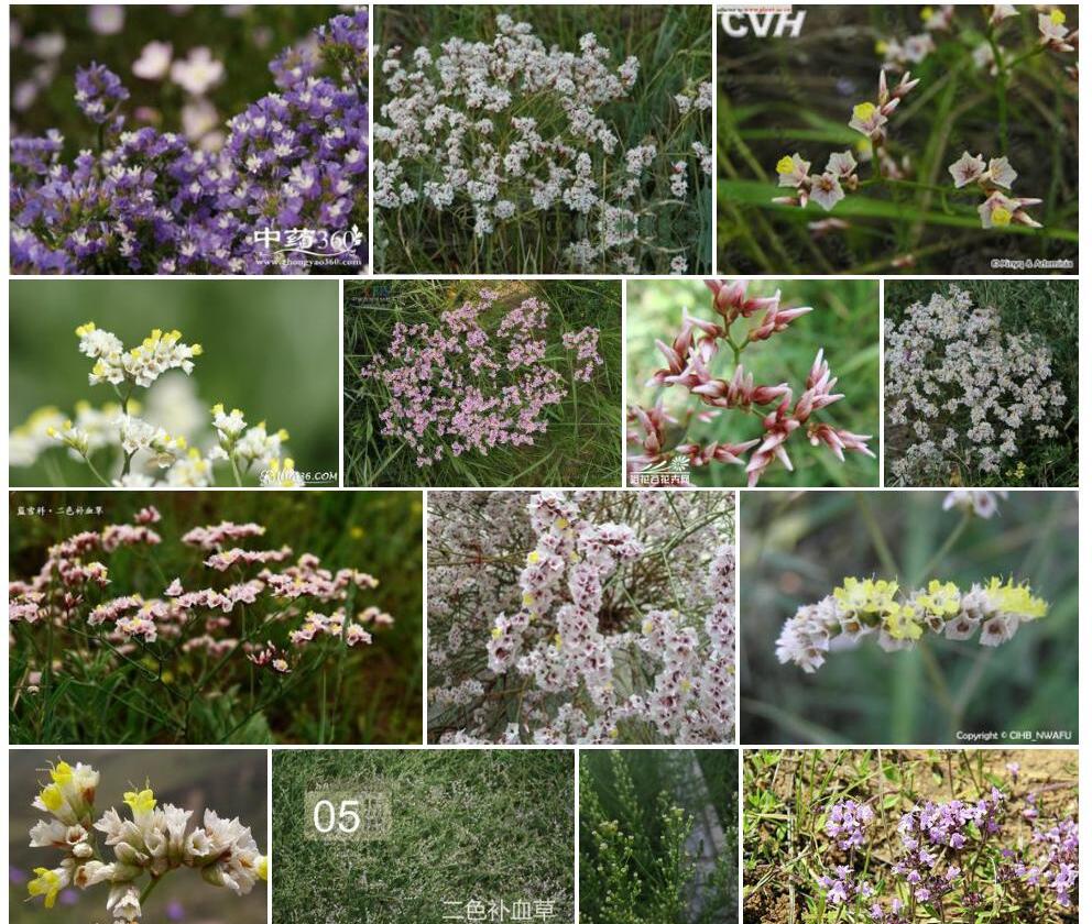 二色补血草Limonium-bicolor图片