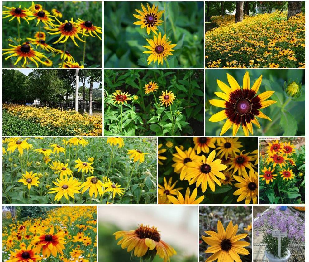 二色金光菊Rudbeckia-bicolor图片