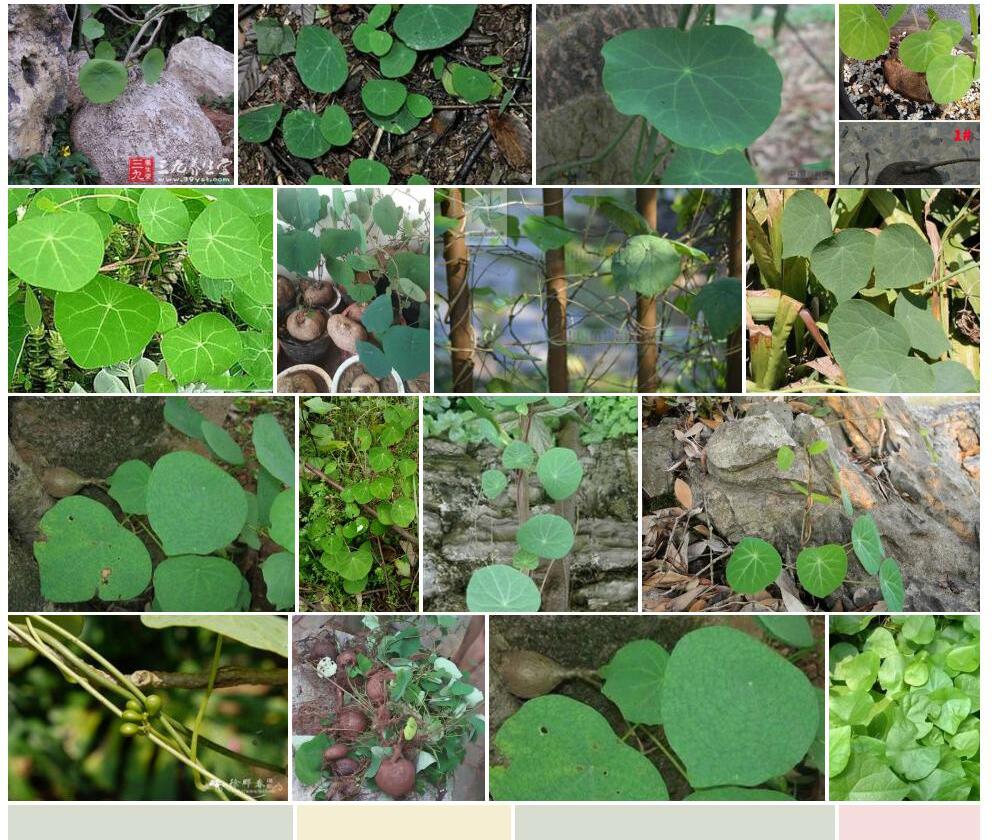 云南地不容Stephania-yunnanensis图片