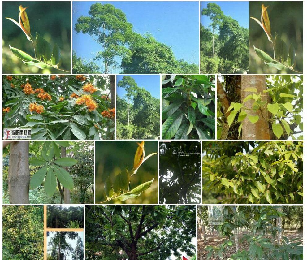 云南娑罗双Shorea-assamica图片