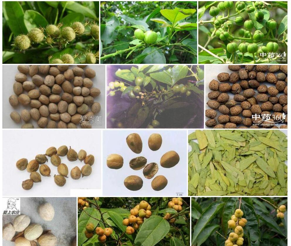 云南巴豆Croton-yunnanensis图片