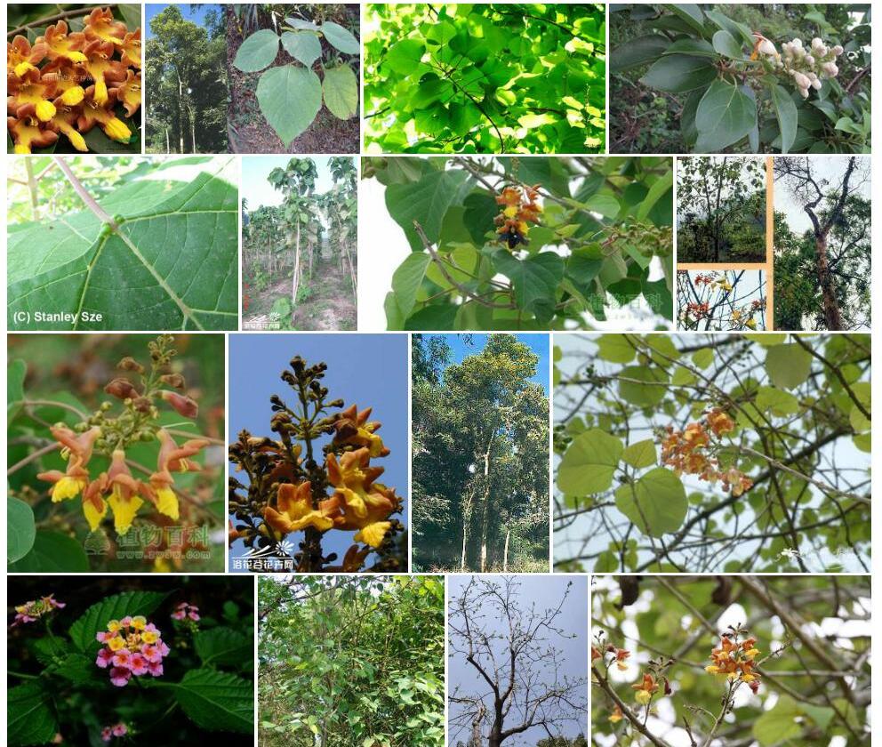 云南石梓Gmelina-arborea图片