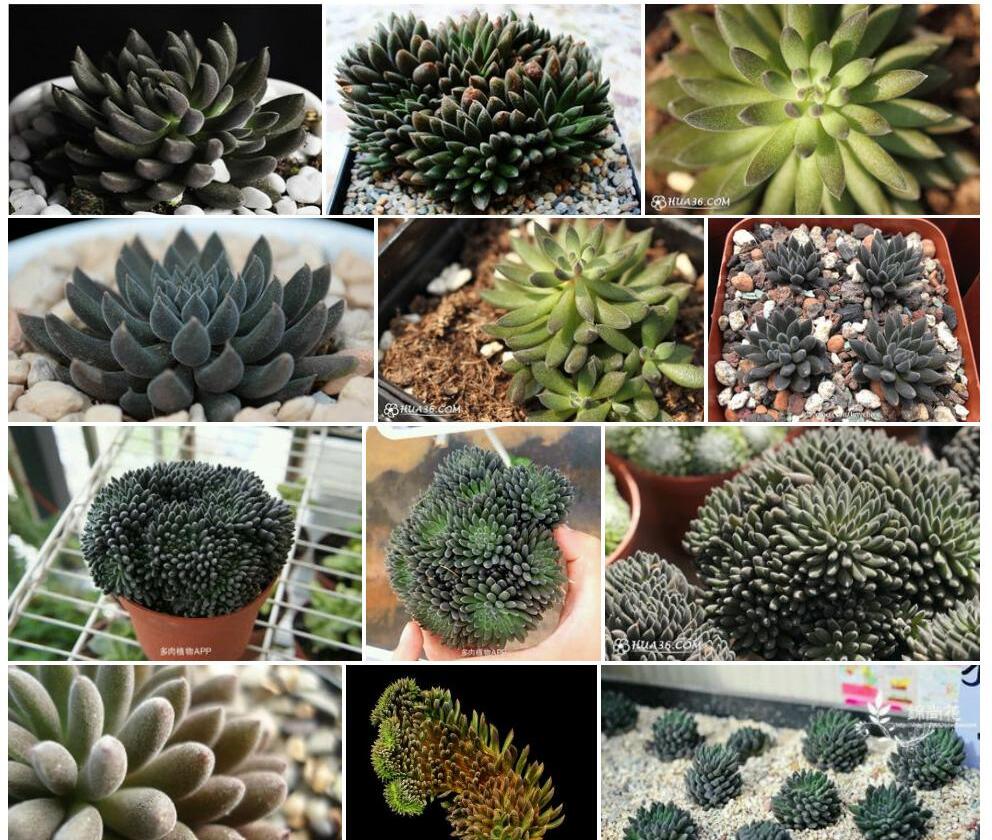 云南石莲Sinocrassula-yunnanensis图片