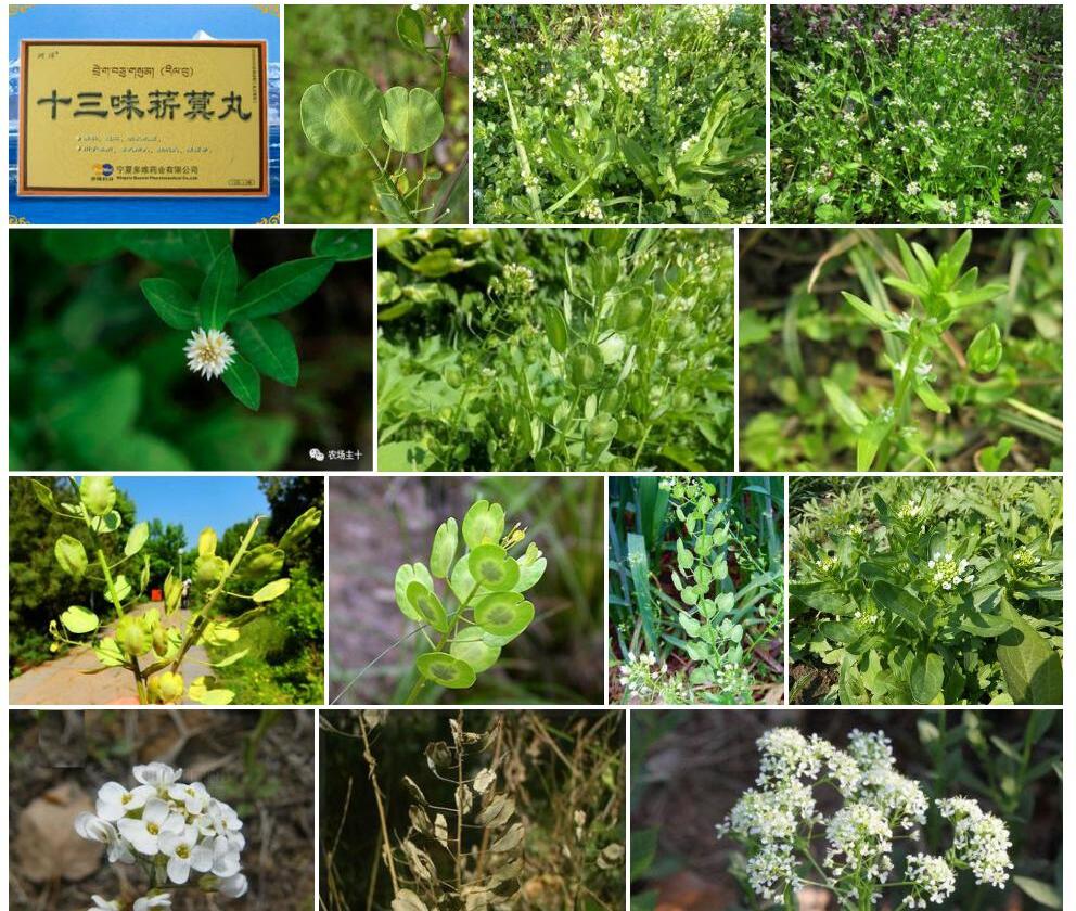 云南菥蓂Thlaspi-yunnanense图片