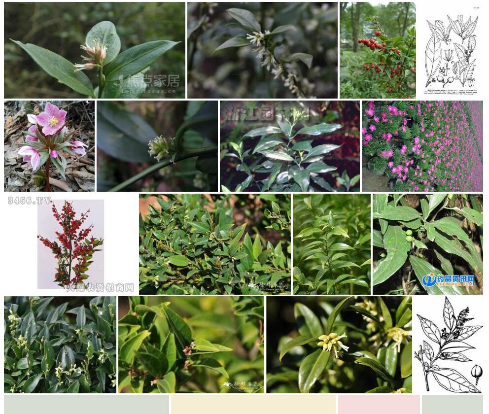 云南野扇花Sarcococca-wallichii图片