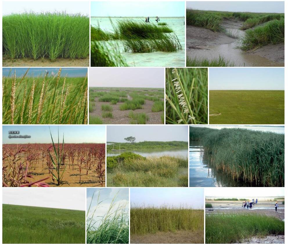 互花米草Spartina-alterniflora图片