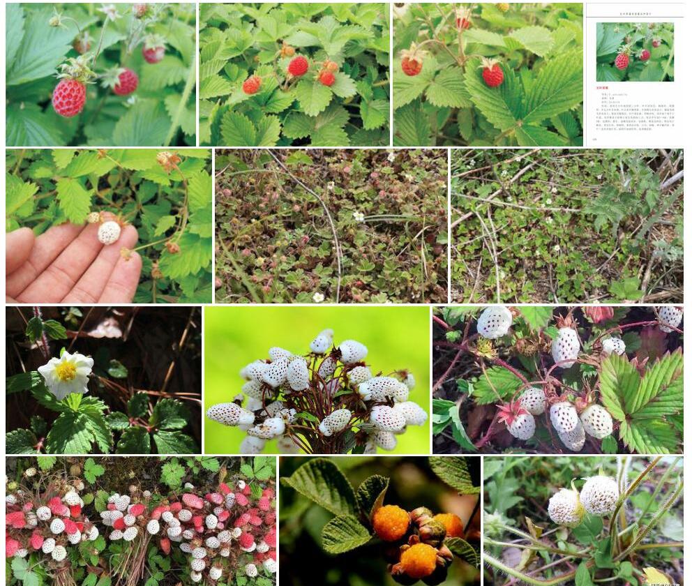 五叶草莓Fragaria-pentaphylla图片