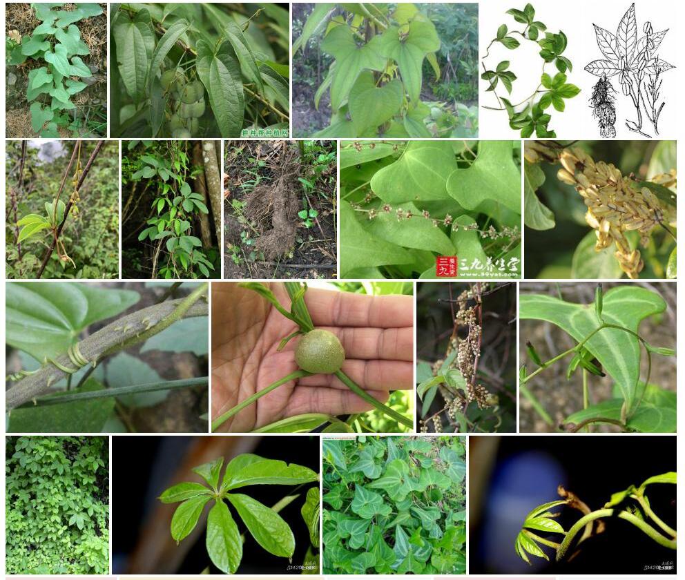 五叶薯蓣Dioscorea-pentaphylla图片