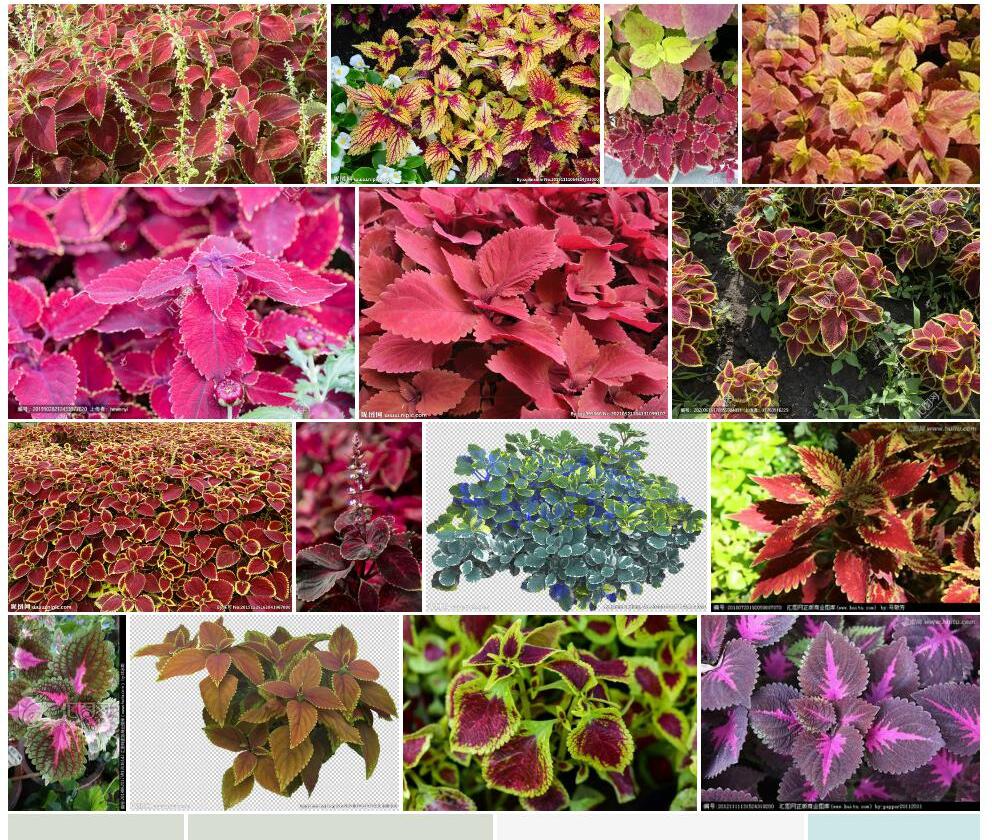 五彩苏Coleus-scutellarioides图片