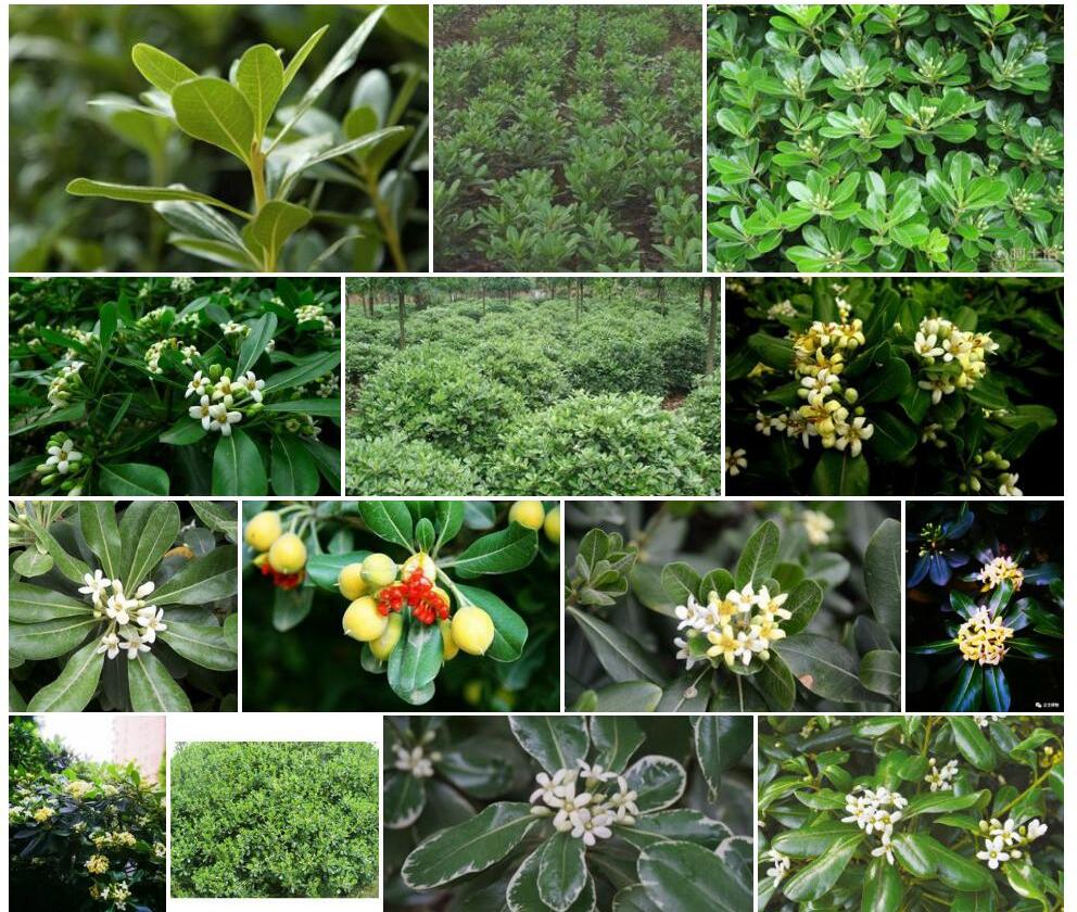 五蕊海桐Pittosporum-pentandrum图片
