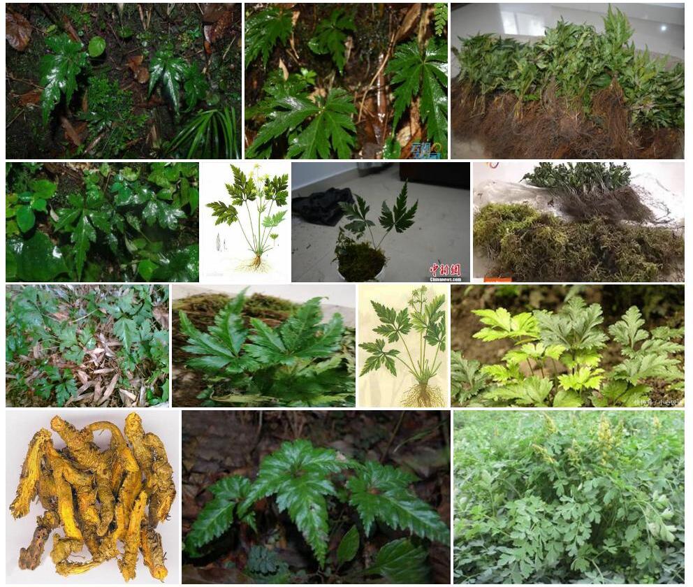 五裂黄连Coptis-quinquesecta图片