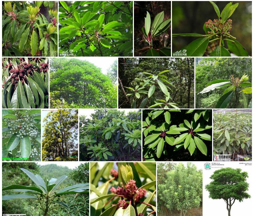 交让木Daphniphyllum-macropodum图片