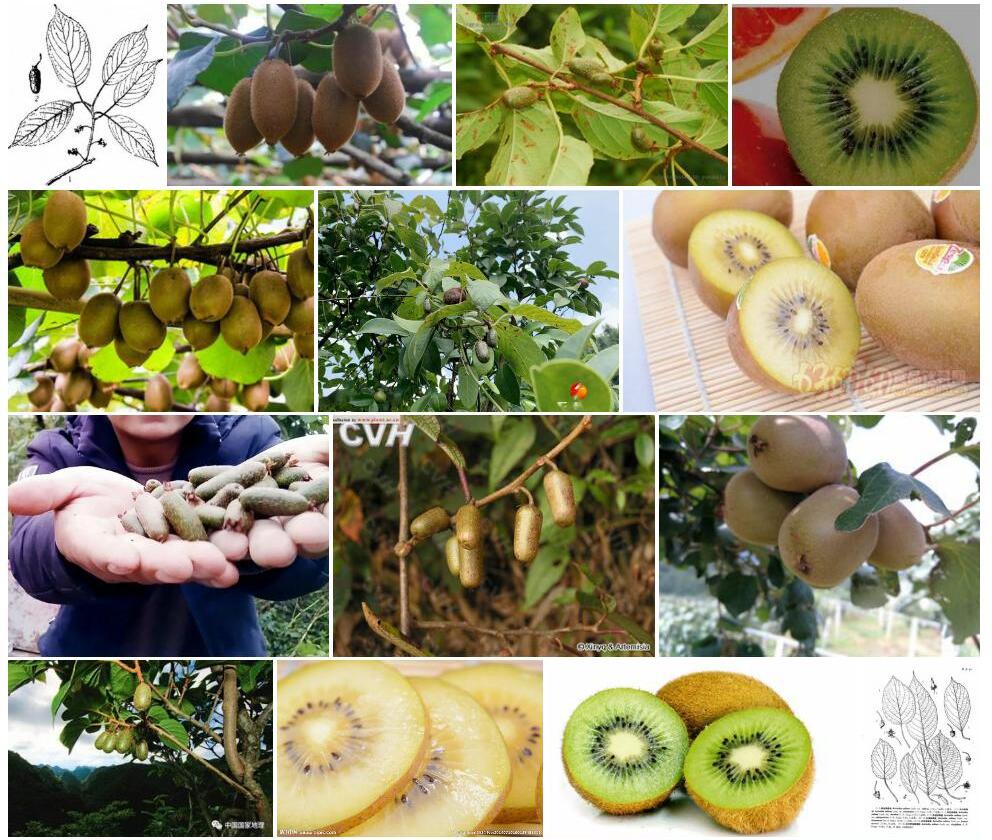 京梨猕猴桃Actinidia-callosa-var.-henryi图片
