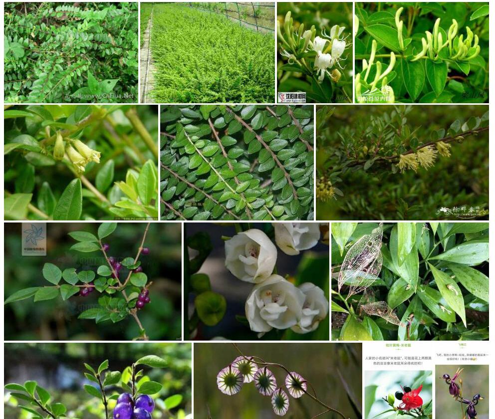 亮叶忍冬Lonicera-ligustrina-subsp.-yunnanensis图片