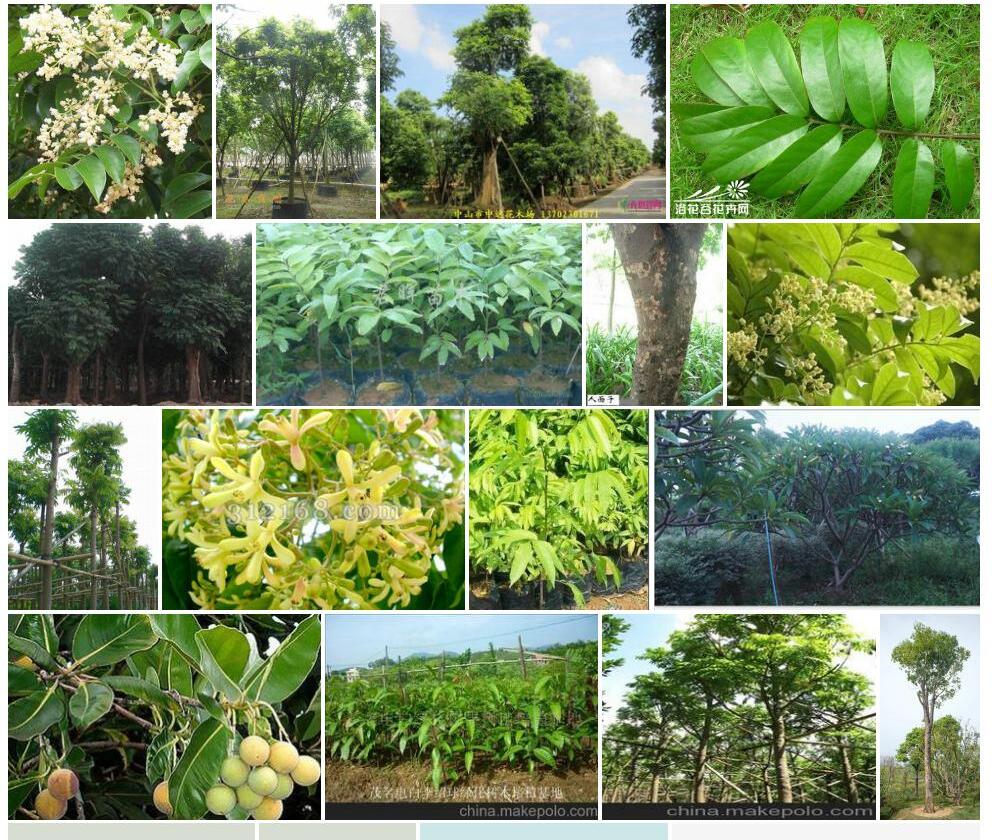 人面子Dracontomelon-duperreanum图片