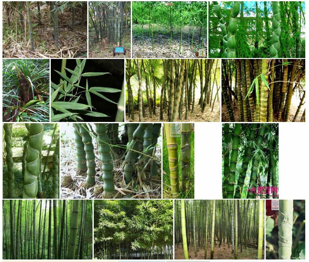 人面竹Phyllostachys-aurea图片