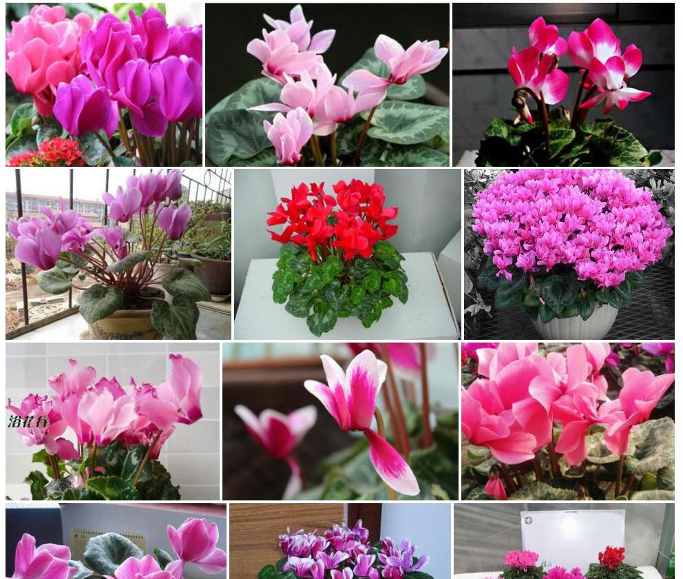 仙客来Cyclamen-persicum图片