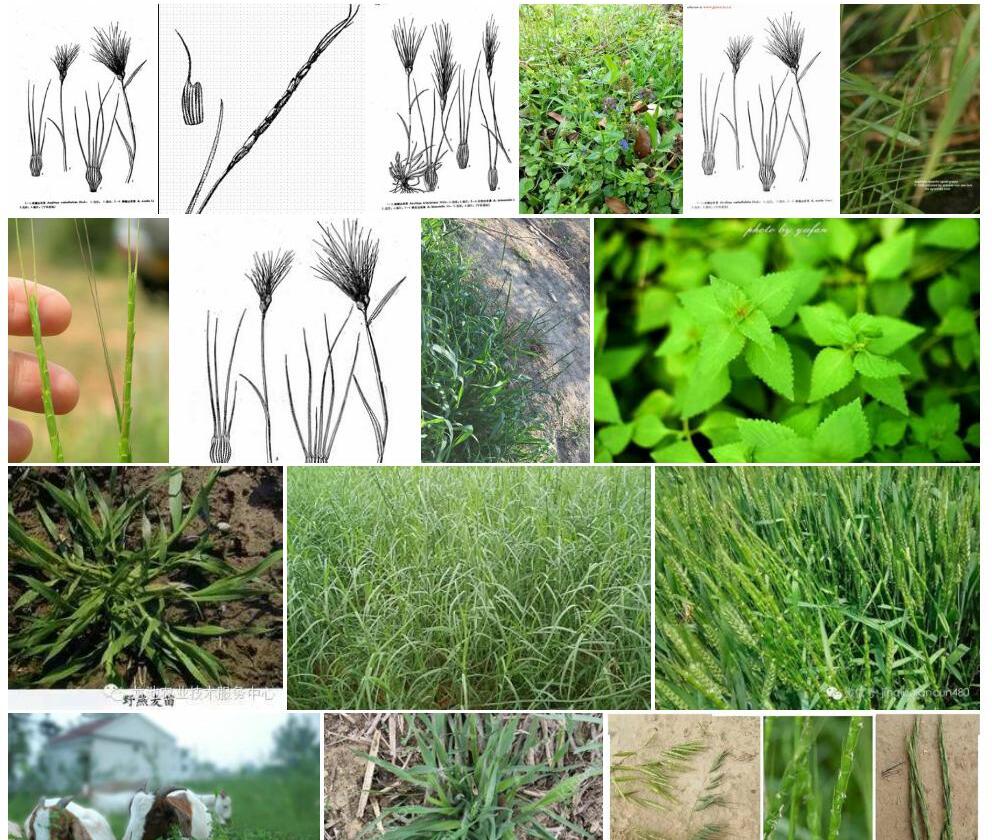 伞穗山羊草Aegilops-umbellulata图片
