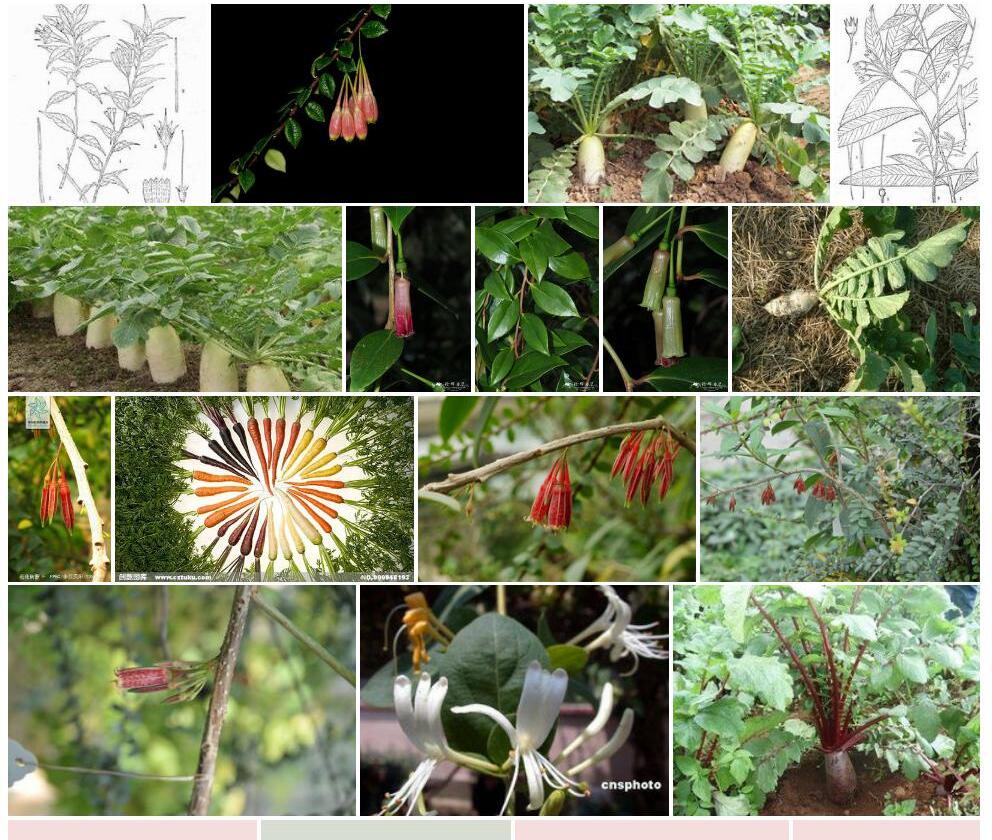 伞花树萝卜Agapetes-forrestii图片