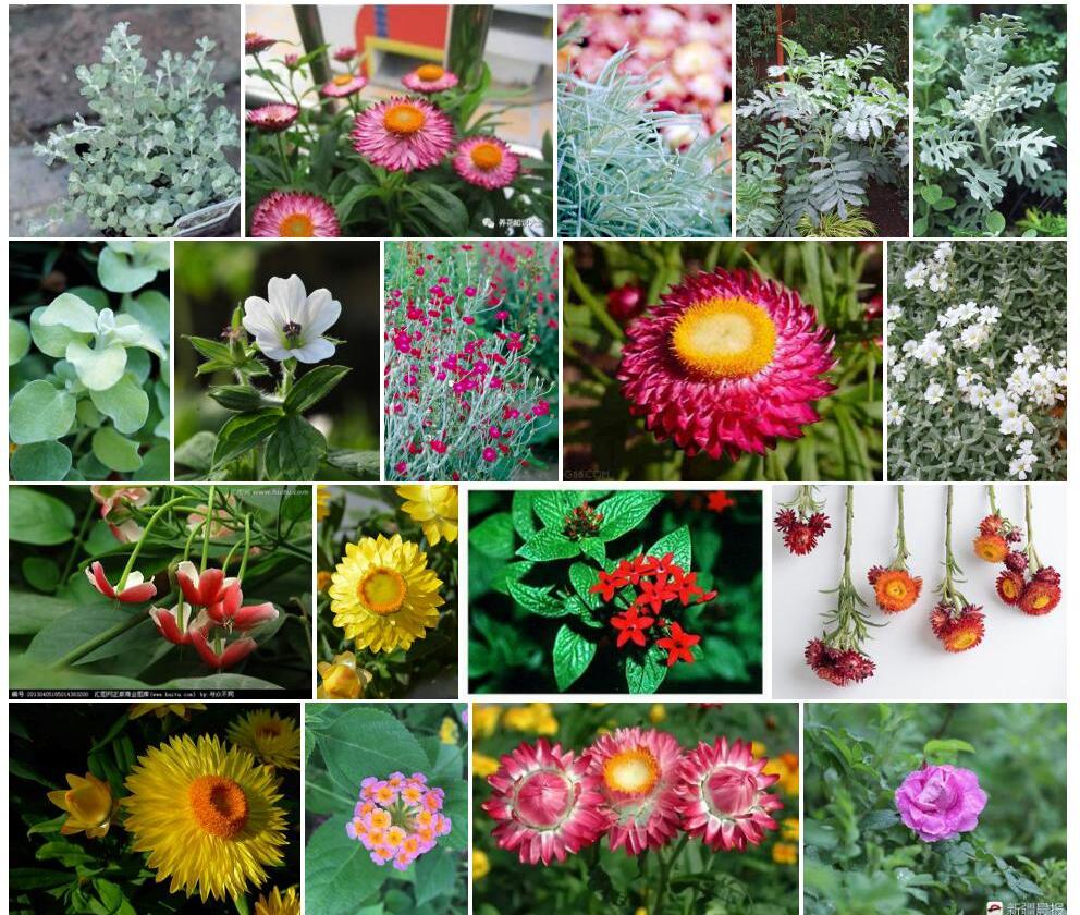 伞花蜡菊Helichrysum-petiolatum图片