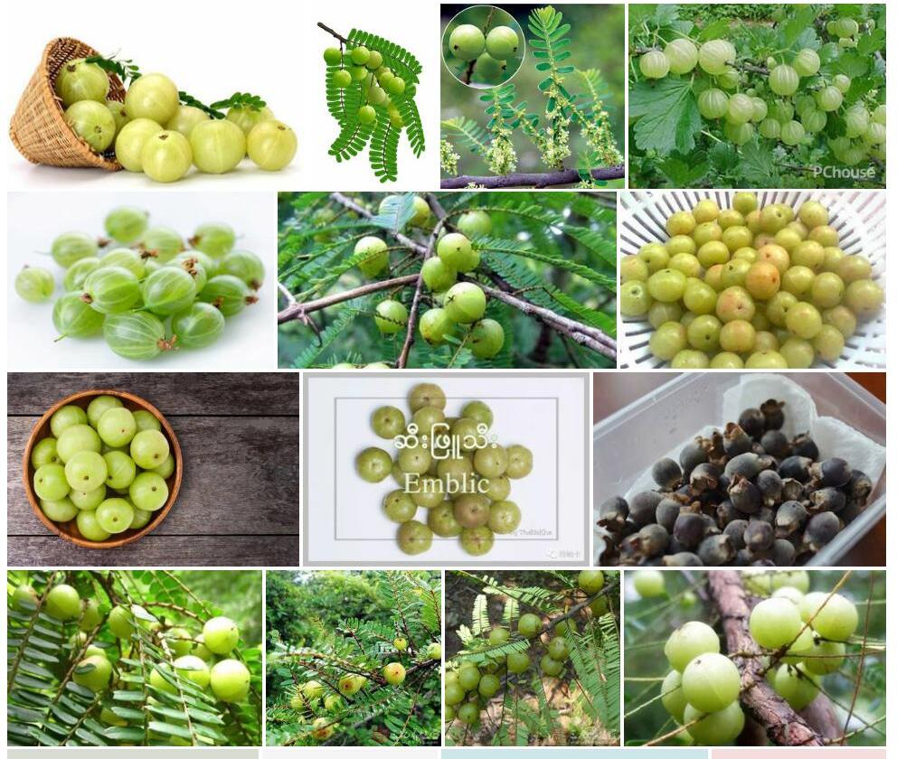 余甘子Phyllanthus-emblica图片
