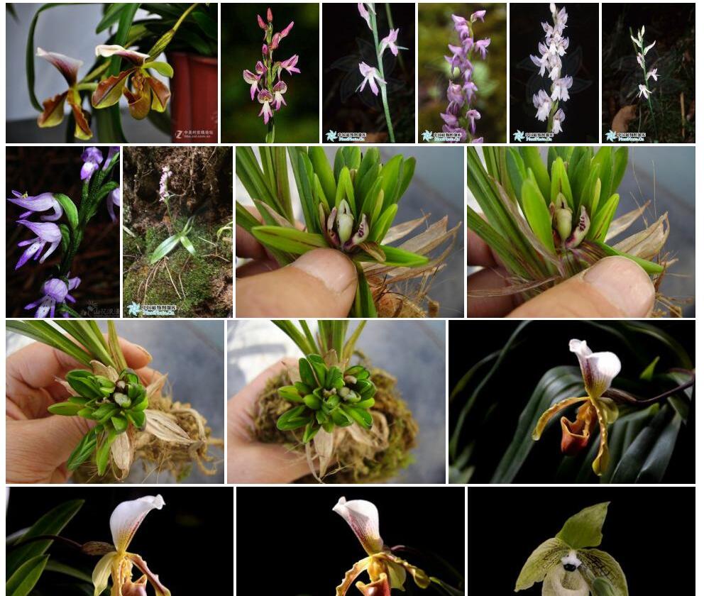 侧花兜被兰Neottianthe-secundiflora图片