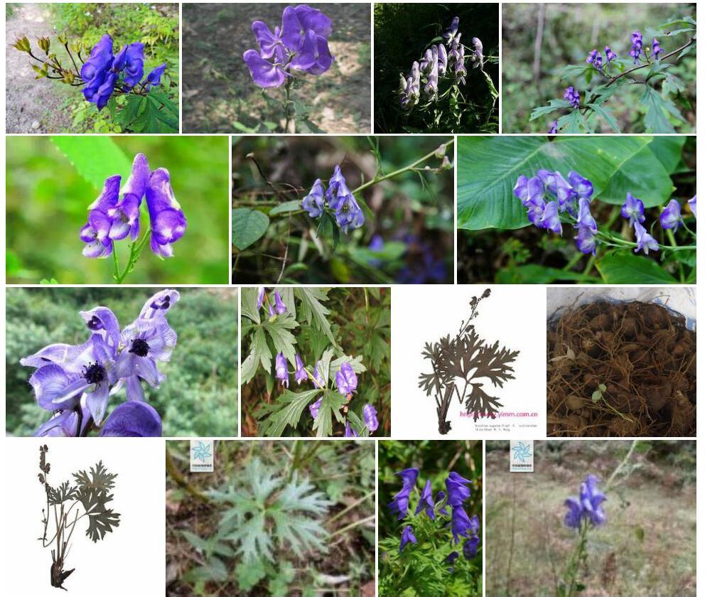 保山乌头Aconitum-nagarum图片
