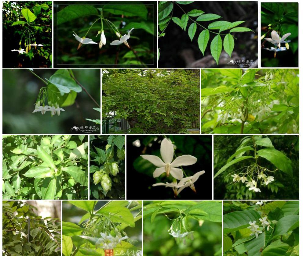 倒吊笔Wrightia-pubescens图片